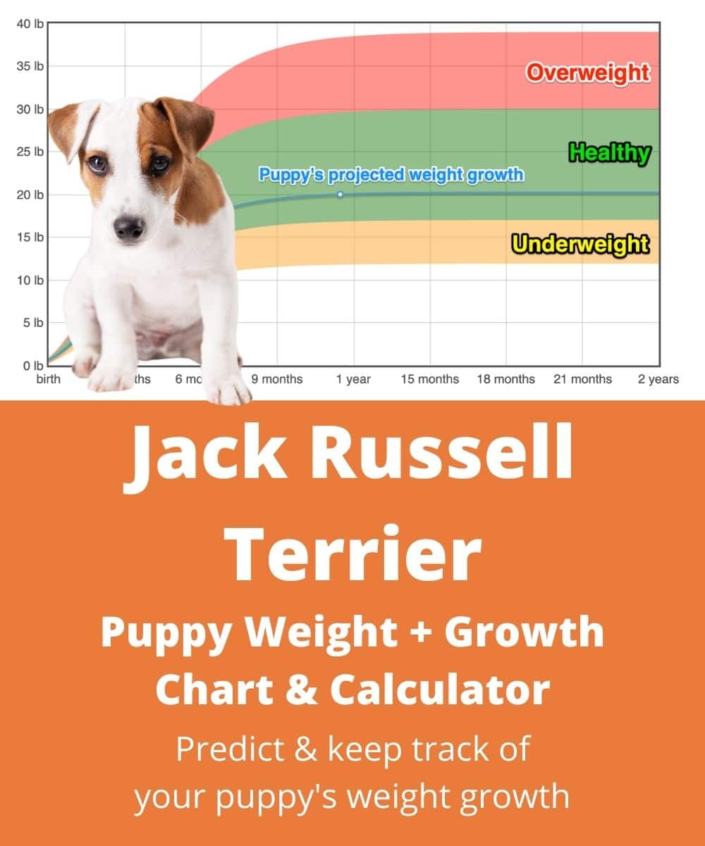 jack-russell-terrier Puppy Weight Growth Chart